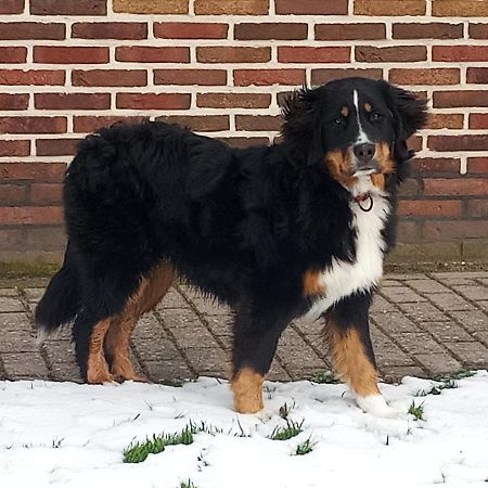 Boerenskuur De Bedstee Groen Assendelft Exterior foto